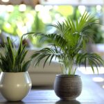 An image showcasing a collection of the top air purifying plants, including a Spider Plant, Peace Lily, and Bamboo Palm, arranged tastefully in a modern, well-lit living space.